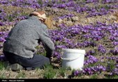 طلوع زعفرانی پاییز؛ روایت برداشت طلای سرخ در کلات
