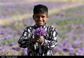 طلوع زعفرانی پاییز؛ روایت برداشت طلای سرخ در کلات