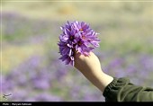 طلوع زعفرانی پاییز؛ روایت برداشت طلای سرخ در کلات