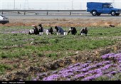 طلوع زعفرانی پاییز؛ روایت برداشت طلای سرخ در کلات
