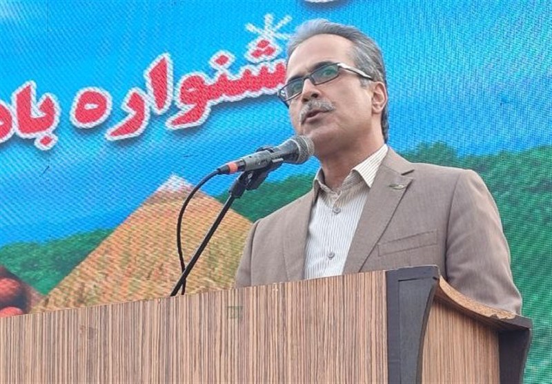 معرفی رقم‌های جدید بادام زمینی به‌زودی در مزارع گیلان