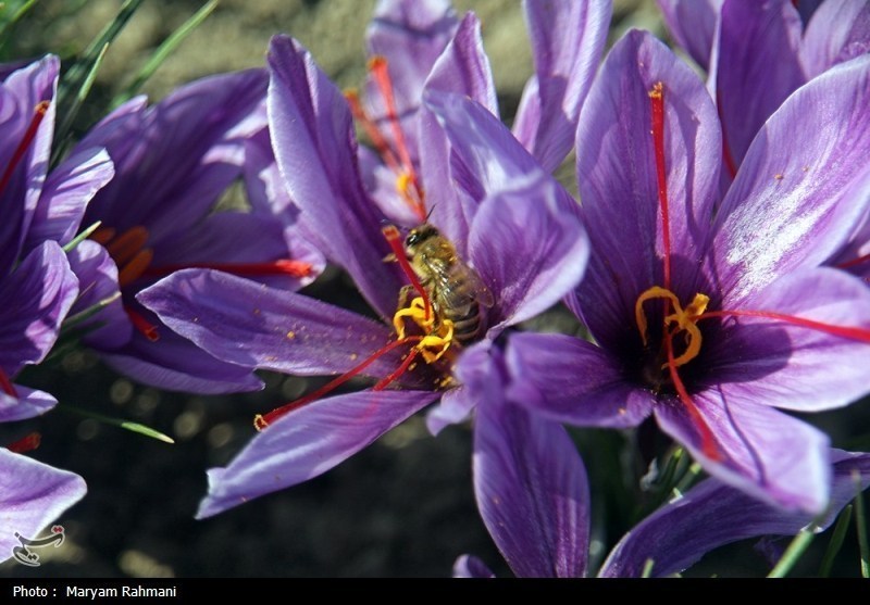 واکاوی چالش زعفرانکاران/ وقتی طلای سرخ با مدیریت سنتی “فلهای” صادر میشود!