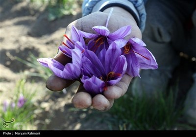 شروق الزعفران فی خریف کلات... موسم جَنی الذهب الأحمر