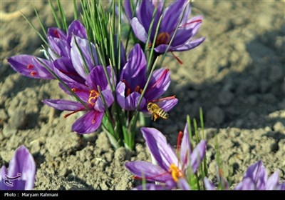 برداشت 320 کیلوگرم زعفران از مزارع طبس