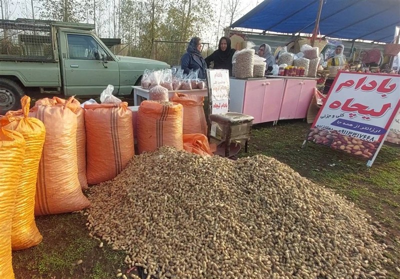 شکرانه برداشت برنج و بادام در روستای لیچاه و دغدغه‌های کشاورزان