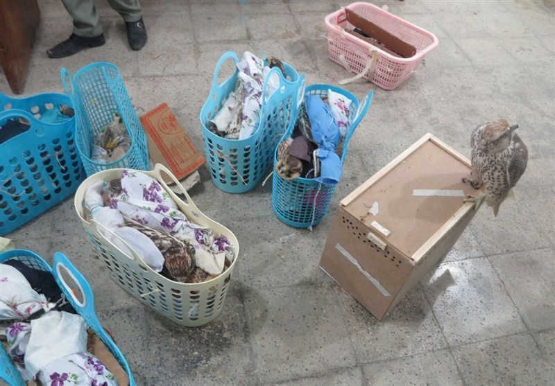 کشف 24 قطعه پرنده نایاب به ارزش 74 میلیارد ریال در عسلویه