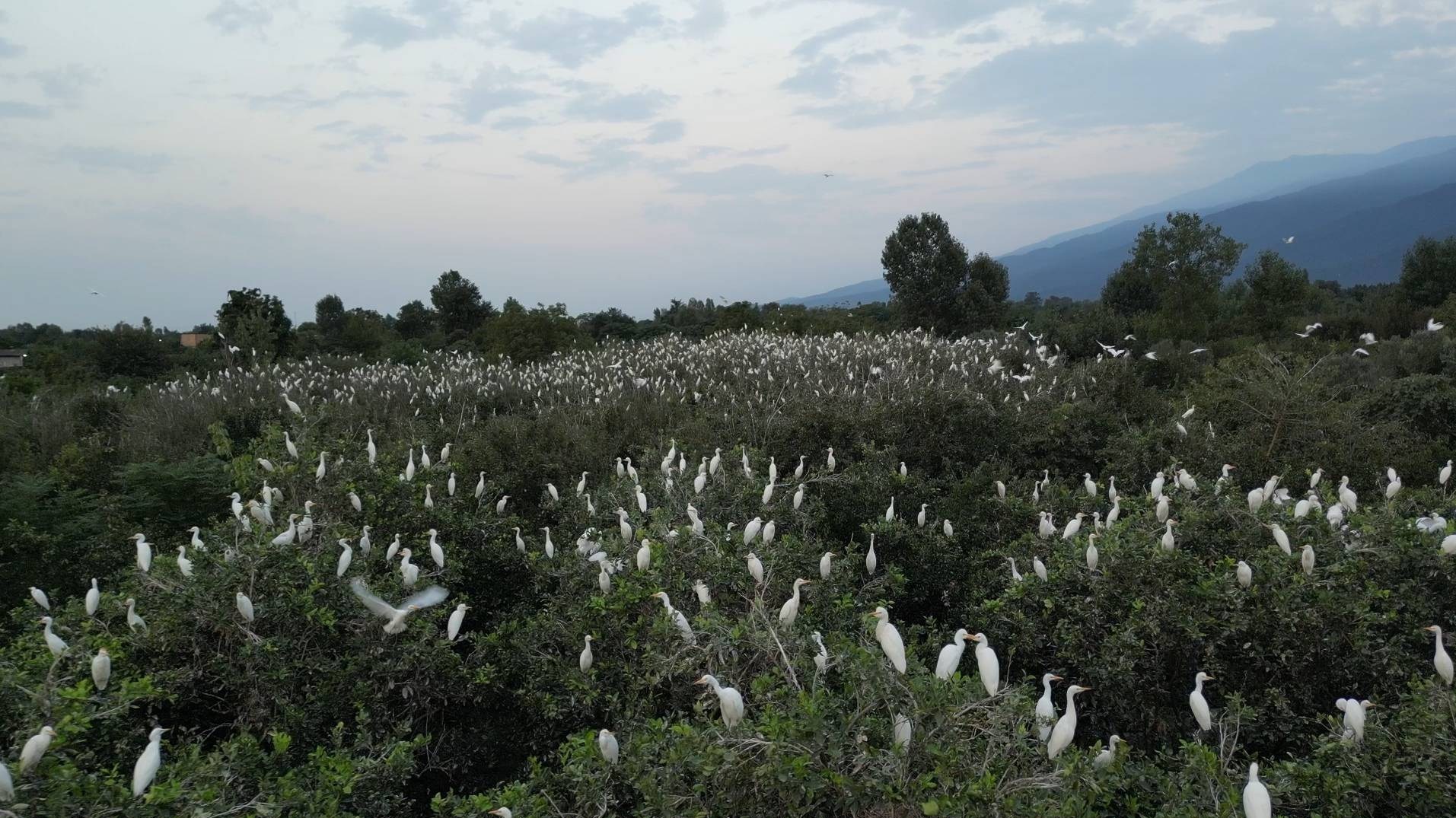 سینمای مستند , جشنواره بینالمللی سینما حقیقت , سینما ,
