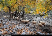 Autumn Paints Iran’s Khan Valley in Shades of Beauty