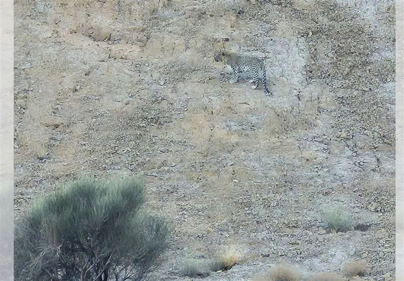 مشاهده پلنگ ایرانی در ارتفاعات خور و بیابانک