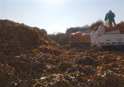 معبرهای پاییزی در بوستان‌های بزرگ مشهد/تبدیل200 تن برگ پاییزی به کود آلی