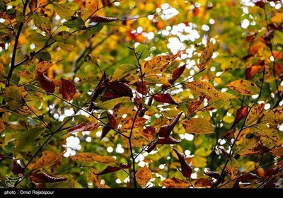 Осенняя природа Ирана – провинция Гилян