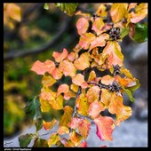 طبیعت پاییزی - گیلان