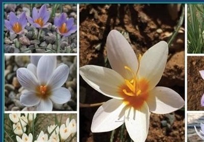 کلکسیونی زنده از بنه همه گونه‌های ایرانی جنس زعفران ایجاد شد