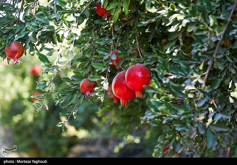 برداشت انار در قلعه تل - خوزستان