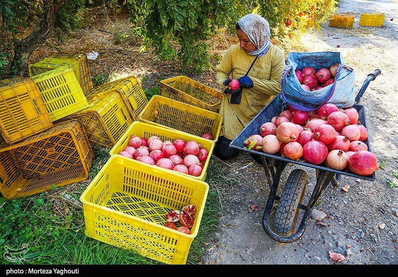 برداشت انار در قلعه تل - خوزستان