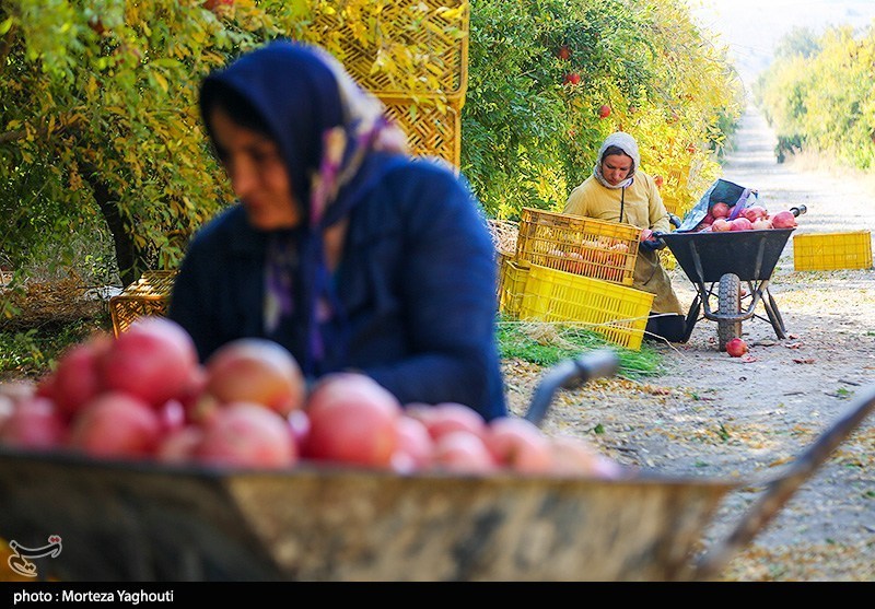 برداشت انار در قلعه تل - خوزستان