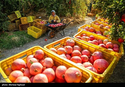 کمبودی در بازار میوه‌های ویژه شب یلدا وجود ندارد