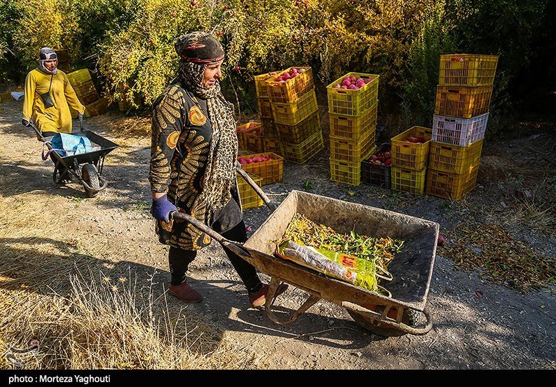 برداشت انار در قلعه تل - خوزستان