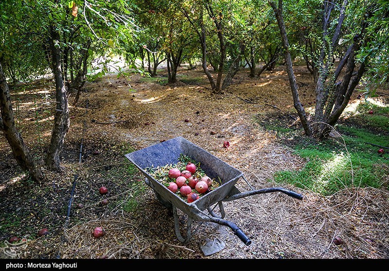 برداشت انار در قلعه تل - خوزستان