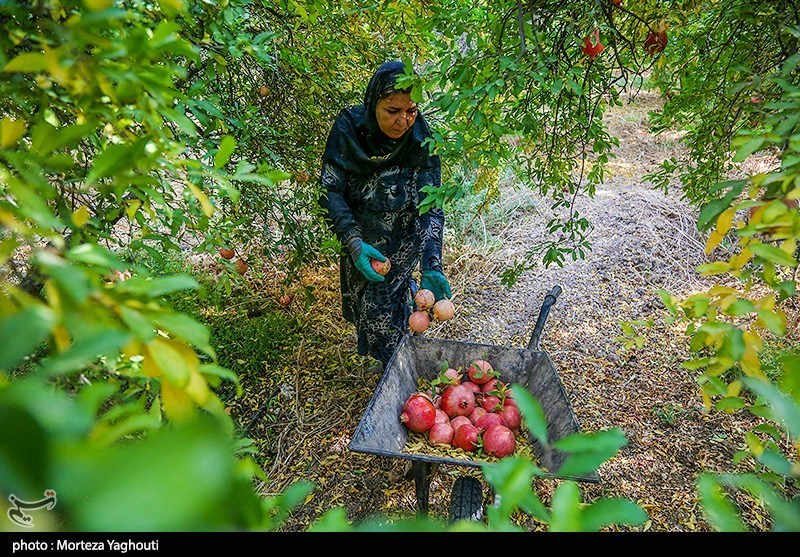 موسم الرمان في قلعة تل خوزستان… حصاد وفير وصناعة تقليدية تُنعش اقتصاد الأهالي