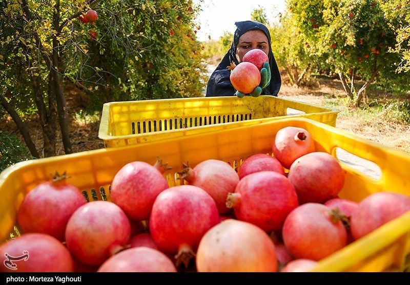برداشت انار در قلعه تل - خوزستان