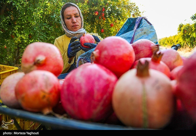 ثبت رویداد جشنواره انار جوشقان در تقویم ملی رویدادهای گردشگری کشور