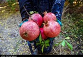 جشنواره انار بادرود؛ نماد پیوند دیرینه منطقه با کشاورزی