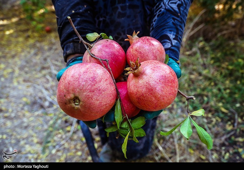 جشنواره انار بادرود؛ نماد پیوند دیرینه منطقه با کشاورزی