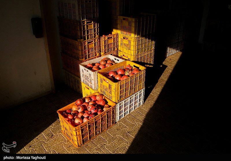 برداشت انار در قلعه تل - خوزستان