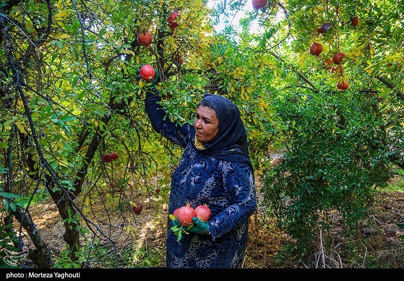 برداشت انار در قلعه تل - خوزستان