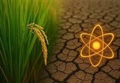 إنجاز إیرانی ثمرة 13 عاماً: إنتاج أصناف أرز نوویة مقاومة للجفاف