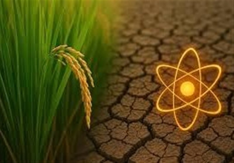 إنجاز إيراني ثمرة 13 عاماً: إنتاج أصناف أرز نووية مقاومة للجفاف