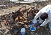 طیور 616 روستای آذربایجان شرقی علیه نیوکاسل واکسینه شدند