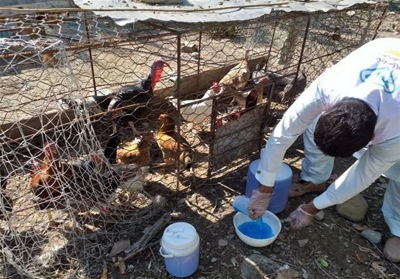طیور 616 روستای آذربایجان شرقی علیه نیوکاسل واکسینه شدند
