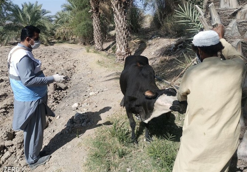 پایان فاز نخست واکسیناسیون رایگان تب برفکی در نیکشهر، فنوج و لاشار