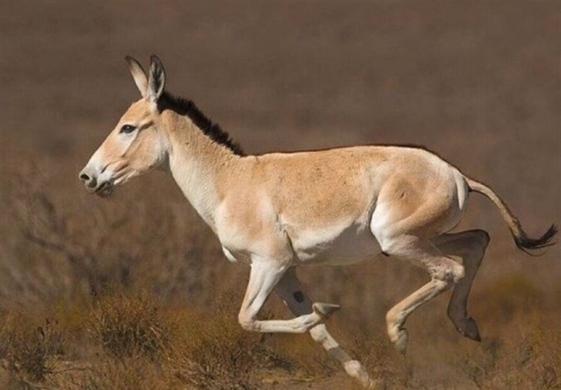 حمایت از زیست‌بوم گور ایرانی با ارسال ششمین محموله علوفه