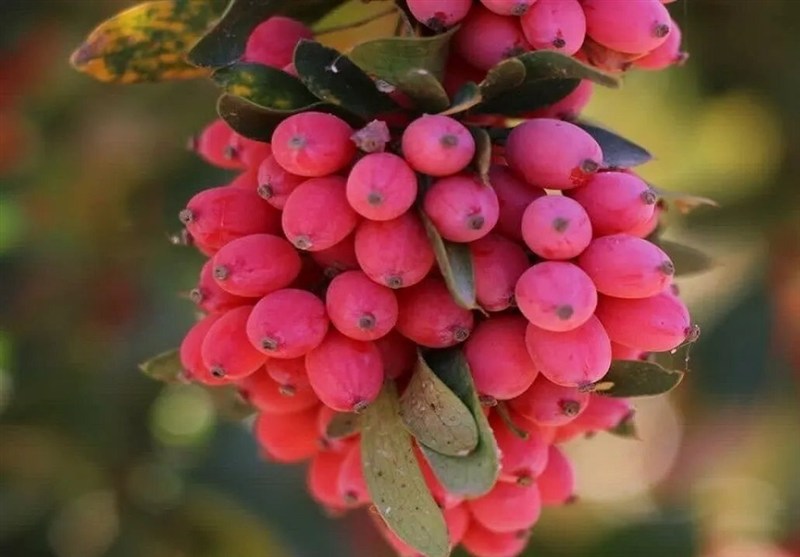 В какие страны экспортируется иранский барбарис?