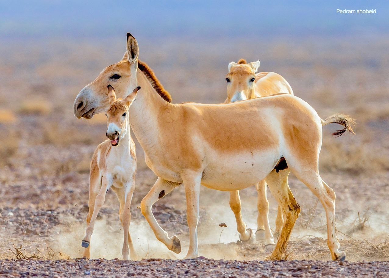 ردپای 4 گورخر ایرانی در دفترچه‌ قدیمی، سوژه مستند "بازگشت گور ایرانی"