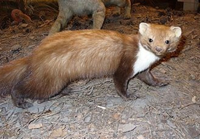 ثبت نخستین مشاهده سمور سنگی در شهرستان بردسکن