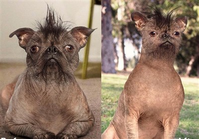 جراحی زیبایی حیوانات خانگی؛ اسباب‌بازی‌های لوکس بازار دامپزشکی