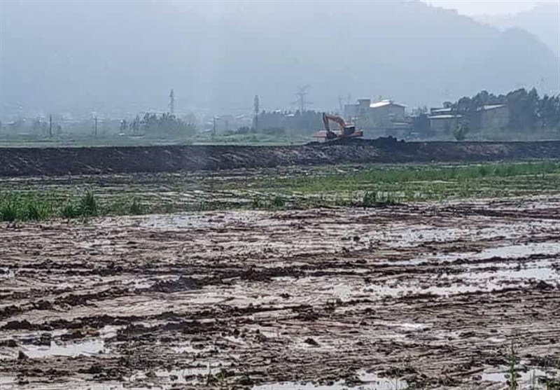 اخبار استان گیلان , کشاورزی ,