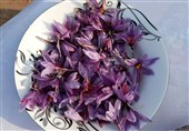 برداشت زعفران از 19 هکتار اراضی کشاورزی خسروشاه