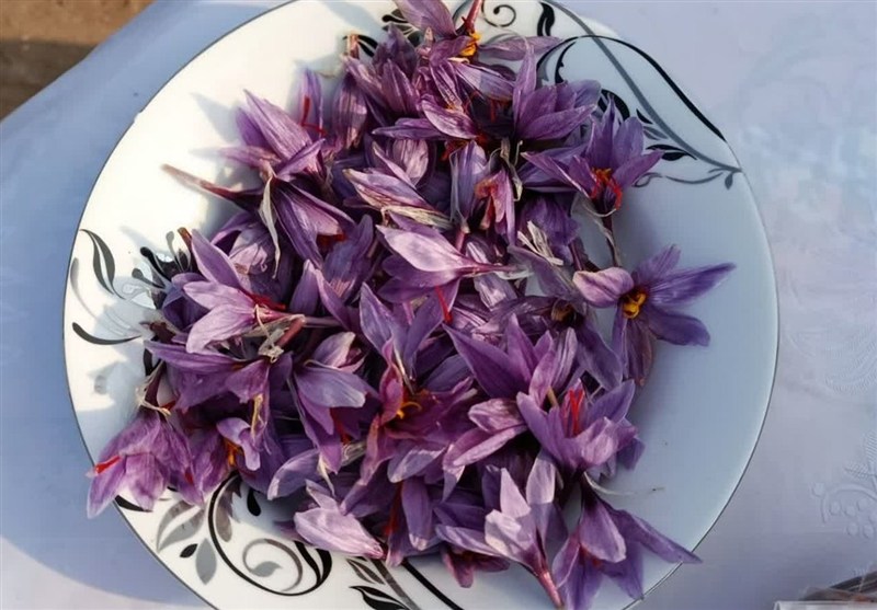 برداشت زعفران از 19 هکتار اراضی کشاورزی خسروشاه