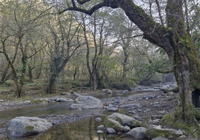 چاشت‌خورلات؛ تلألوی رودخانه‌ای بکر در قلب جنگل‌های هیرکانی گیلان