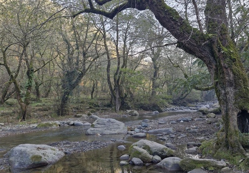 چاشت‌خورلات؛ تلألوی رودخانه‌ای بکر در قلب جنگل‌های هیرکانی گیلان