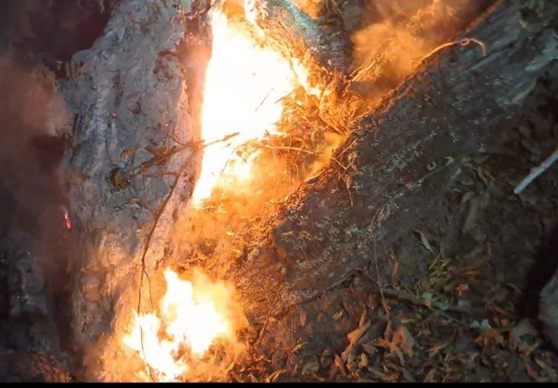 اخبار استان گلستان , جنگل های هیرکانی , جنگل , آتش‌سوزی , 