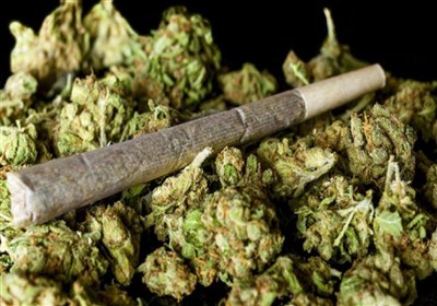 مخدر «گل» در ایران با قارچ و کپک مخلوط شده است