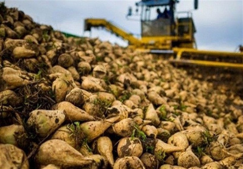 رکوردشکنی تولید چغندرقند در لرستان/ پیش‌بینی تولید نیم‌میلیون تن محصول