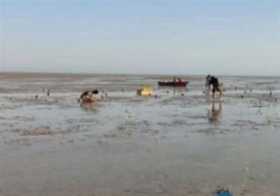 طرح  جنگل‌کاری سواحل شهرستان دیر با درختان حرا در سطح 150 هکتار آغاز شد