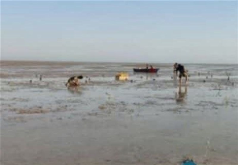 طرح  جنگل‌کاری سواحل شهرستان دیر با درختان حرا در سطح 150 هکتار آغاز شد